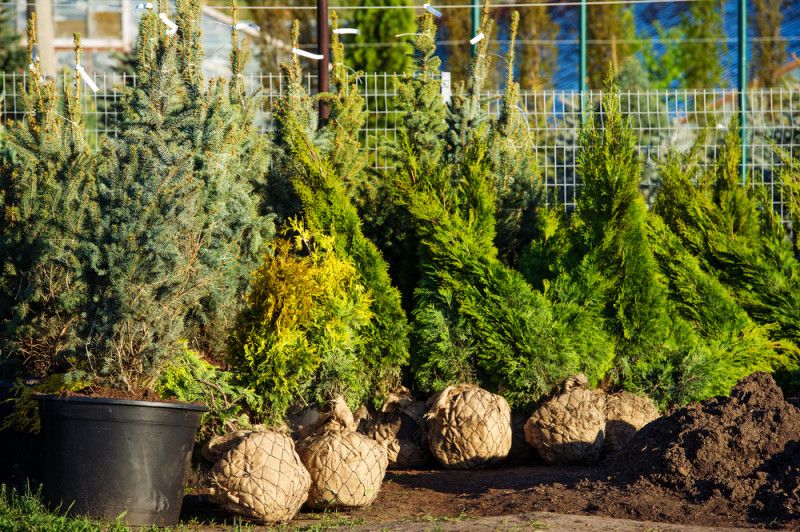 Gartenbau in Arlesheim - Von der Baumschule in den Garten